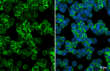 Anti-Neurokinin 2 Receptor antibody [HL4859] used in Immunocytochemistry/ Immunofluorescence (ICC/IF). GTX644922